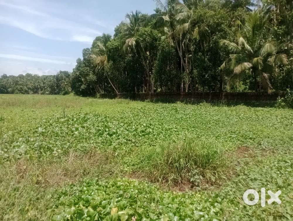 തെയ്യാല പാടം 2.5ഏക്കർ വിൽക്കുന്നു സെന്റ് 75000