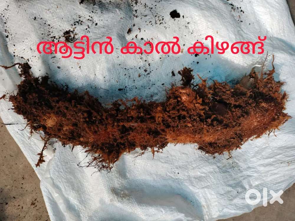 ആട്ടിൻ കാൽ കിഴങ്ങ് (ഓൿലീഫ് fern -plant )