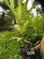Areca nut saplings for sale (adike sasi)  ₹25 per unit