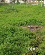 7 Cents Layout Plot Near Anjaneya Swamy Temple, SBI Colony