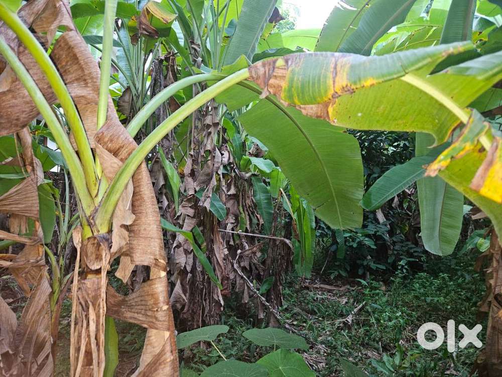 Residential Plot 4750 sq ft for Sale in Kunnamkulam, Behind Daya hsptl