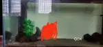 Aquarium with stand