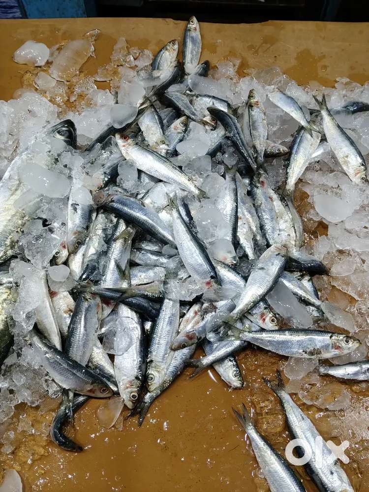 Worker needed for kadaloram fresh fish shop