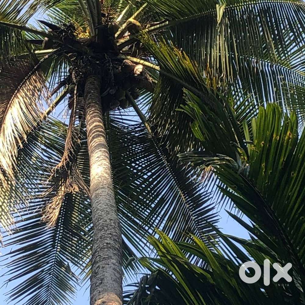 LAND FOR SALE – THALLODE, KUTHUPARAMBA