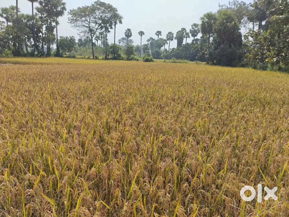 1 acer 1 cent Agricultural land sale  Veerabhadrapeta and Kotyada