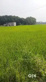 Agricultural land for sale near chintagattu camp