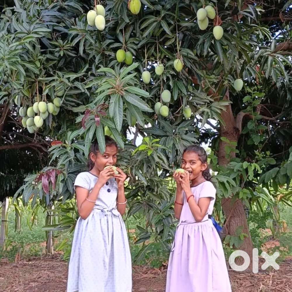 3 cents Site for sale