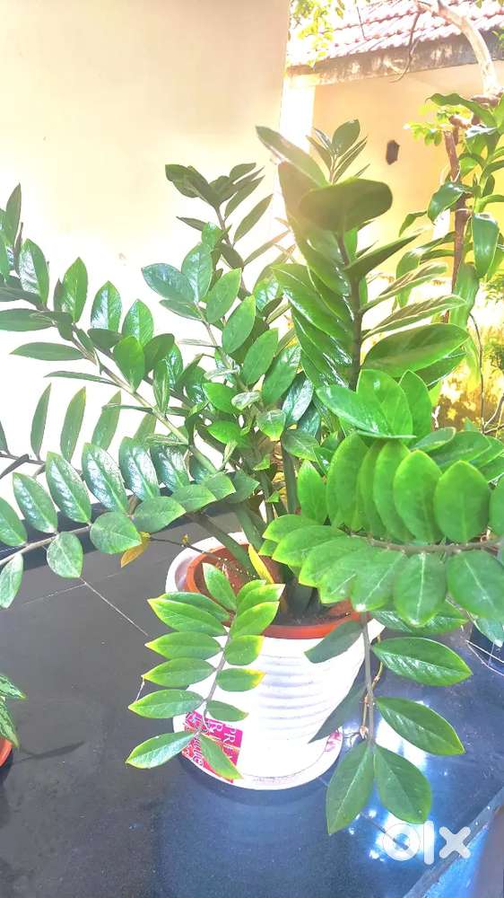 Big size- Healthy & Fully Grown Indoor Plant
