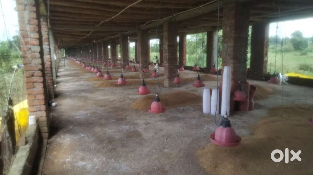 Rent for poultry farm