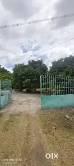 Farm house with 40 mango tree