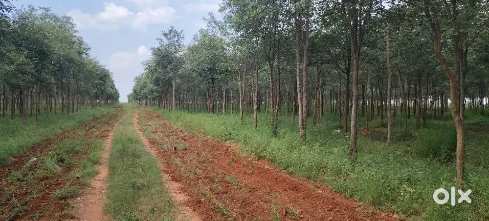 Red Sandal Eco forestry