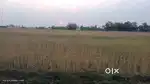 Premium Multi-Purpose Land for Sale in Barun, Aurangabad (Bihar)