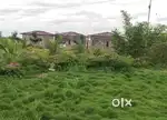303 SQ YARDS FARM PLOT FOR SALE AT NARAYANKHED, SANGAREDDY.