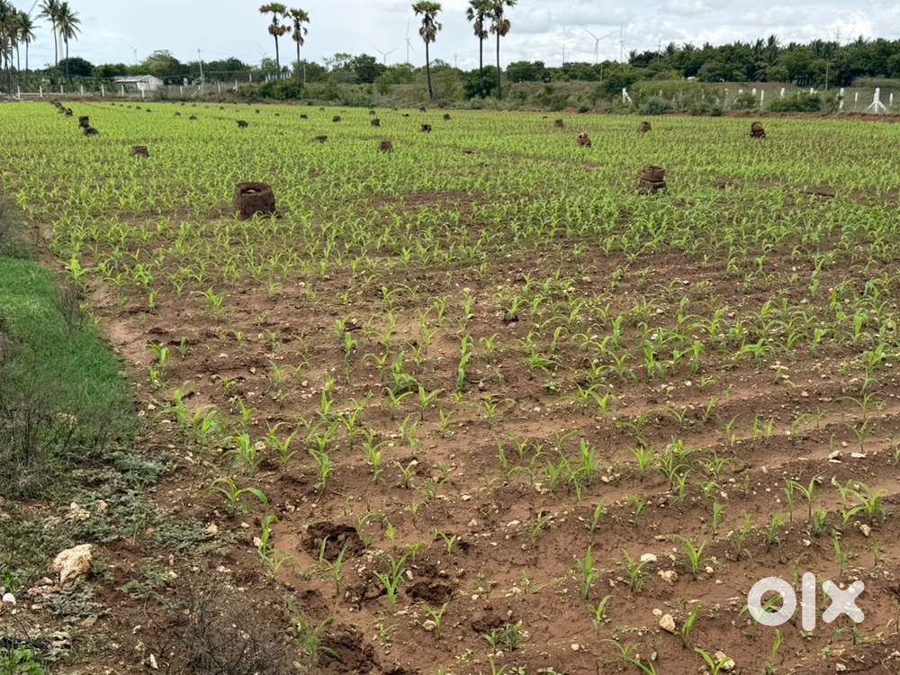 170 cent land for sale / 1 km periya Periyapatti junction