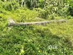 Housing plot 2.5 km from Chelakkara Urgent sale because of financial