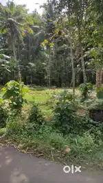 13 സെന്റ് വസ്തു വില്പനക്ക് , സെന്റിന് 120000