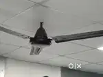 Ceiling fan and wall fan