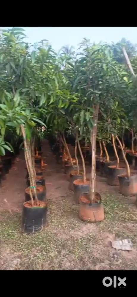 Mango trees are available