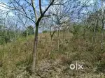 Land Near Thavinjal Mananthavady