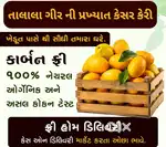 Organic mango talalagir