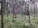 Agriculture Land for Sale near Belthangady Taluk