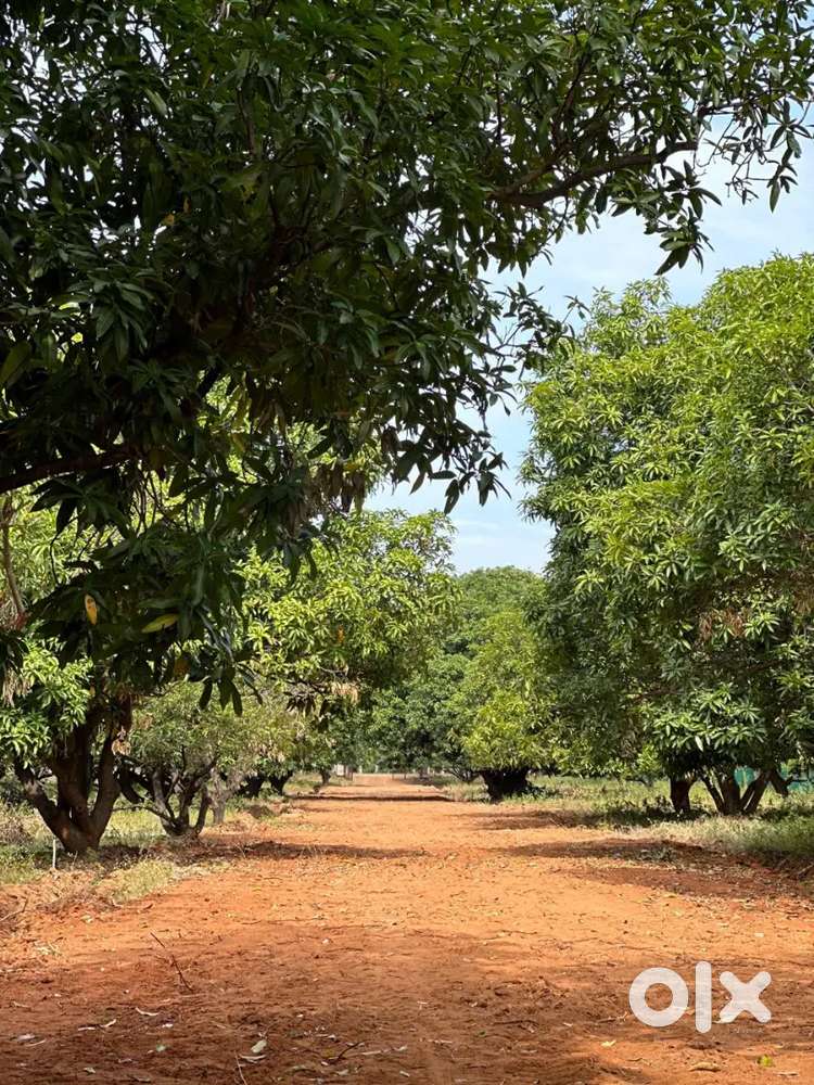 Farm land for sales in alagar kovil
