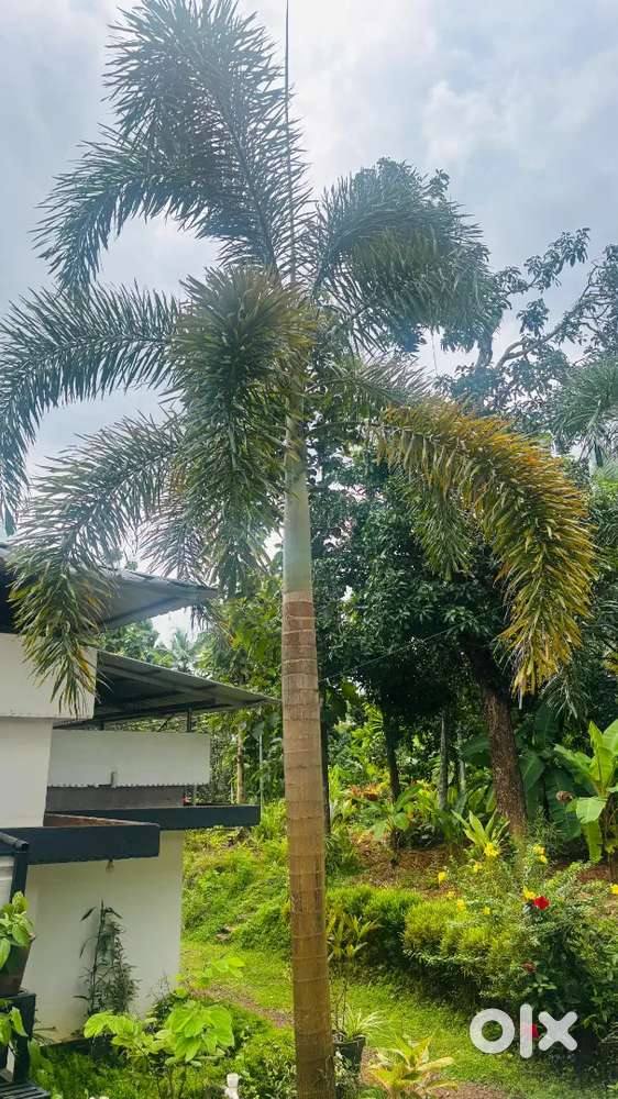 Foxtail palm 5 years old