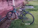 Gang Cycle