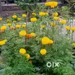 Plant nursery staff full time / part time