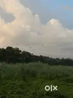 12 cent krishy plot