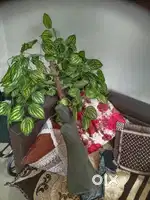 Tree for drawing room