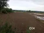Agriculture Land