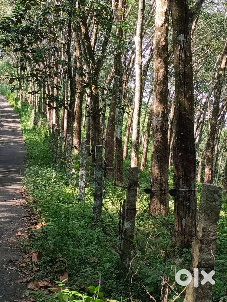 Rubber planted plot in vithura trivandrum