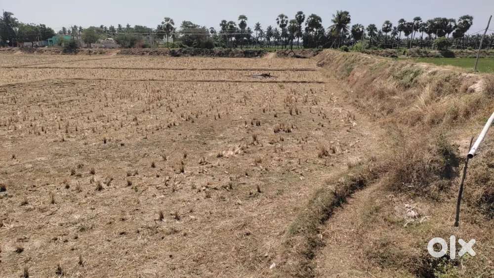 Land for sale, potlapudi tharroad facing(t.p.gudur mandal),