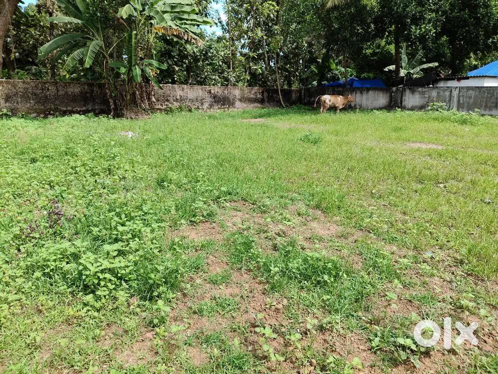 Kadavoor near kureepuzha 7Cent 4 side wall 1 Km metre from bypass