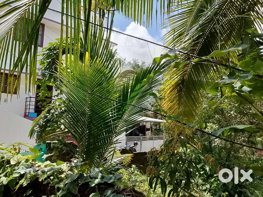 Maruthankuzhiy  Vettamukku kattachal Road 6 Cent Per Cent 14 Lakhs