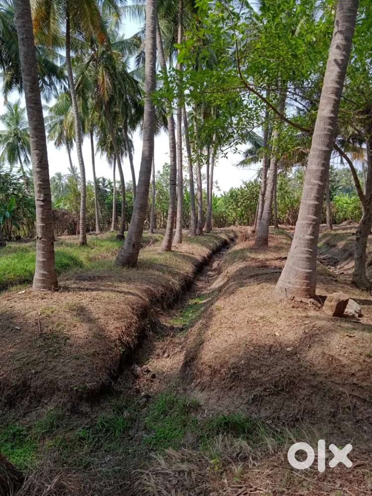 தென்னை தோப்பு