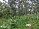 3 Acre Agricultural Land for Sale Only 90 Lakhs – Moonanakuzhy, Wayana
