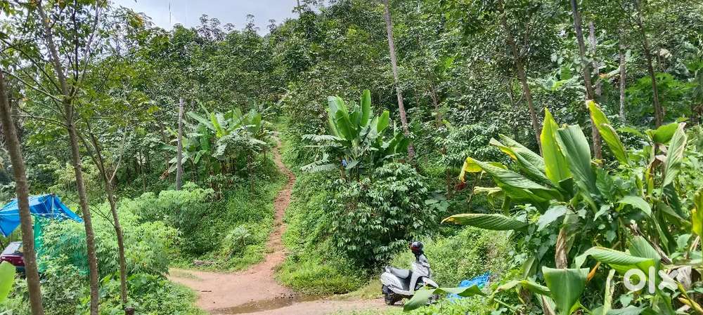 6.5 acre Rubber plantation plot for sale