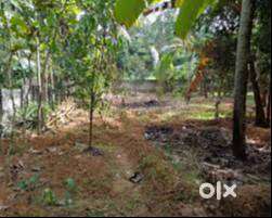 10 cent tar road frontage house plot nr bus stop Vaduthala Ernakulam