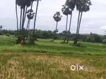 7 cents and 8 cents agricultural land, Saripalli, Pendurthi