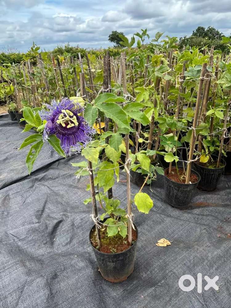 Shiva nursery mein indor outdoor plant uplabdh hai aapko chahie