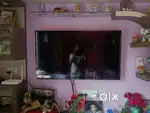 TV 43inches