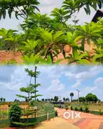 Fruit trees with farm land for sale in Coimbatore
