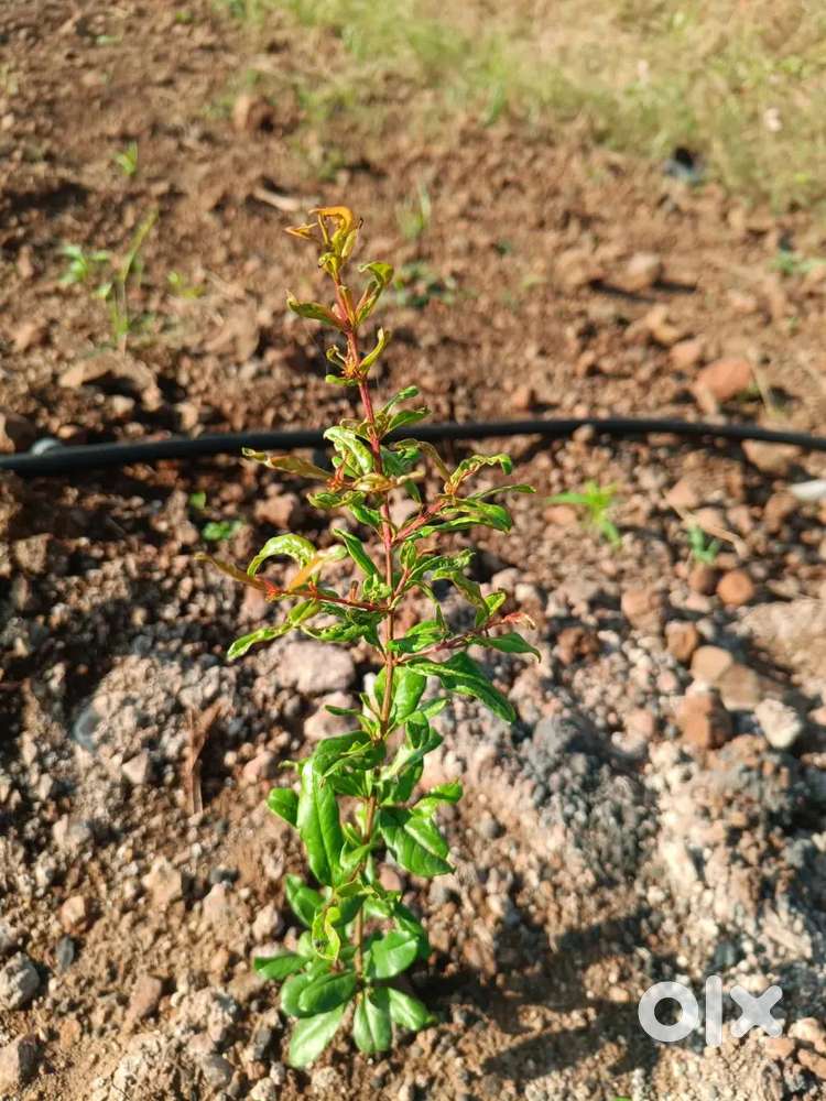 8 acre agriculture land for sale