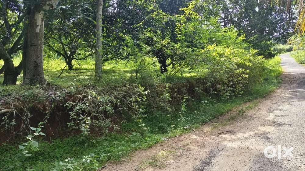 மாந்தோப்பு விற்பனைக்கு