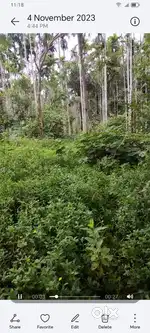 11 Cents clear land and 2 coconut trees