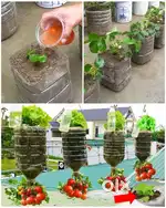 Caretaker, Maintaining Veggie Kitchen Garden+ feeding 7-8 Rescue dogs