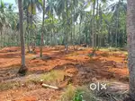 2 acres of land at Thayur near Kechery
