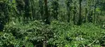 Multi purpose land